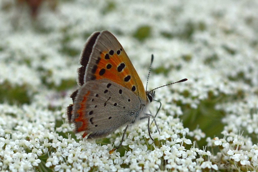 002 2017-08019295 Wachusett Meadow, MA.JPG - American Copper Butterfly (Lycaena phlaeas). Wachusett Meadow Wildlife Sanctuary, MA, 8-1-2017